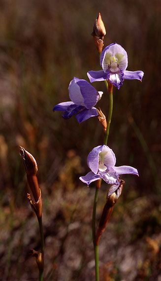 Disa purpurascens