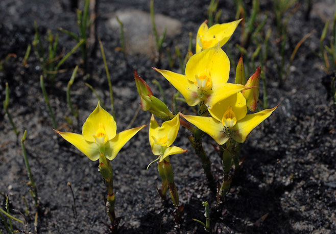 Disa tenuifolia