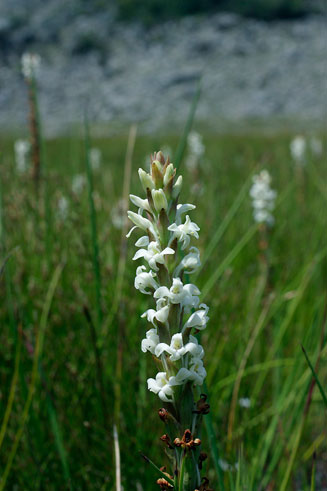 Satyrium stenopetalum