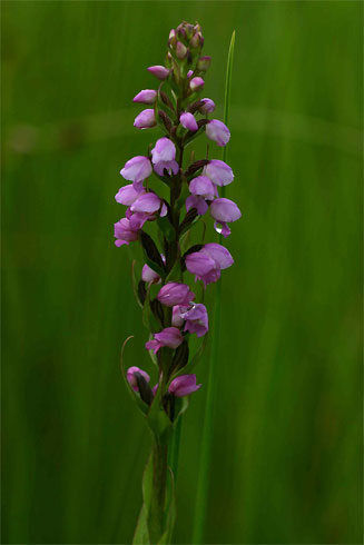 Brachycorythis buchananii