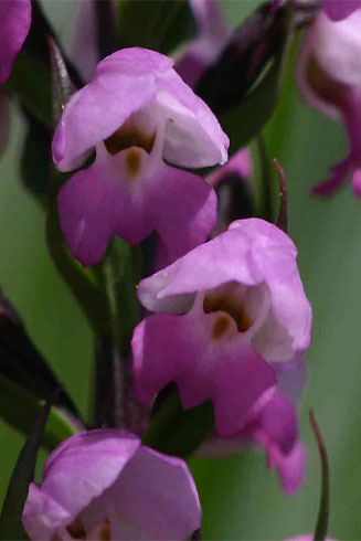 Brachycorythis buchananii