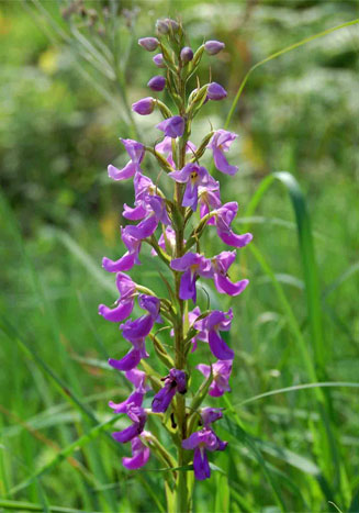 Brachycorythis pleistophylla 