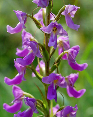 Brachycorythis pleistophylla 