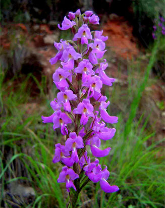Brachycorythis pleistophylla 
