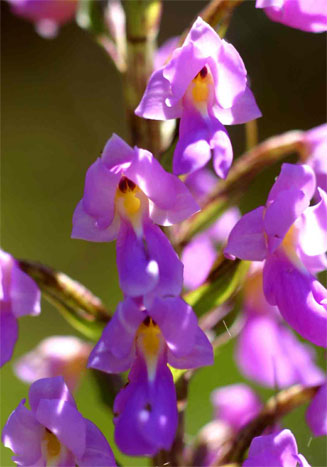 Brachycorythis pleistophylla 