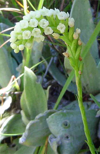 Schizochilus cecilii 