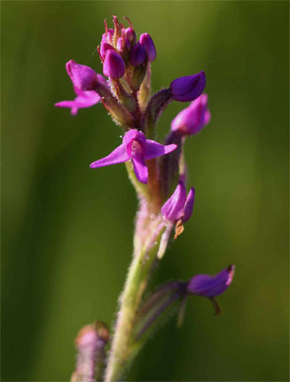 Cynorkis anacamptoides