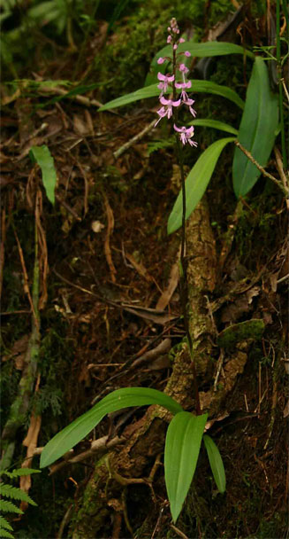 Cynorkis anisoloba