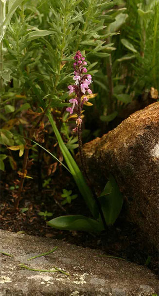 Cynorkis anisoloba