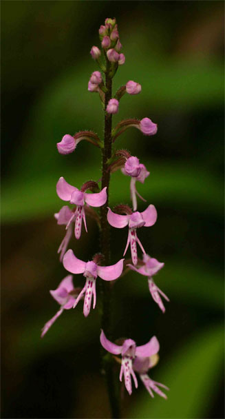 Cynorkis anisoloba