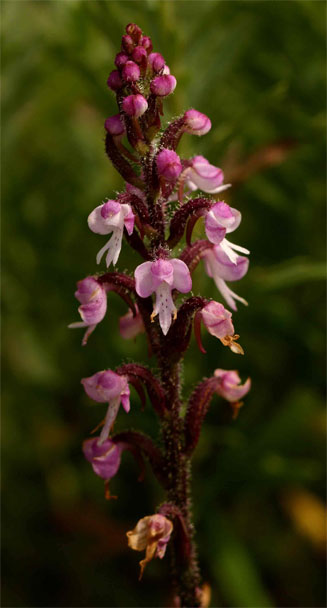 Cynorkis anisoloba