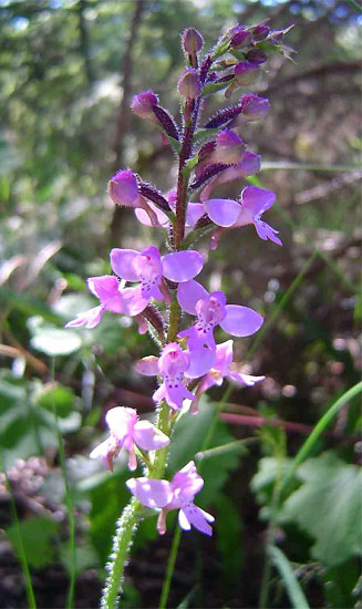 Cynorkis kassneriana 