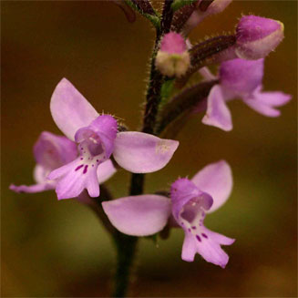 Cynorkis kassneriana 