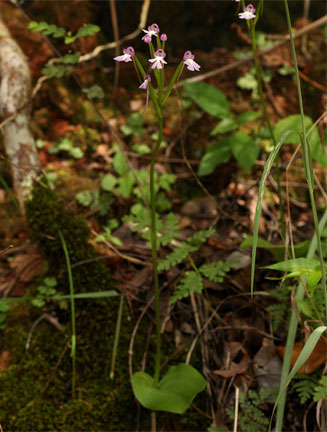 Cynorkis kirkii