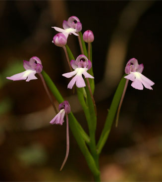 Cynorkis kirkii