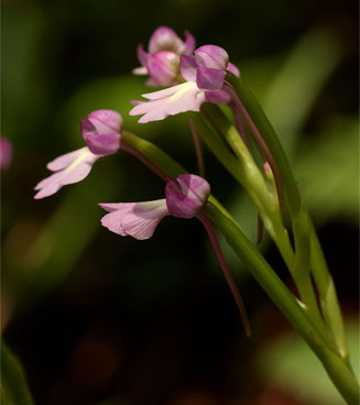 Cynorkis kirkii