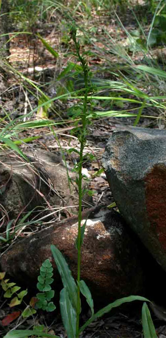 Habenaria amoena