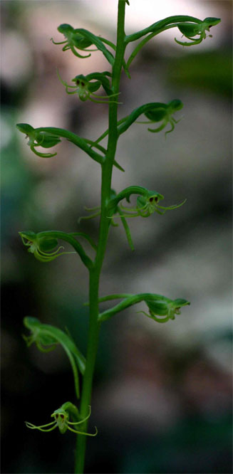 Habenaria amoena