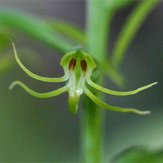 Habenaria amoena