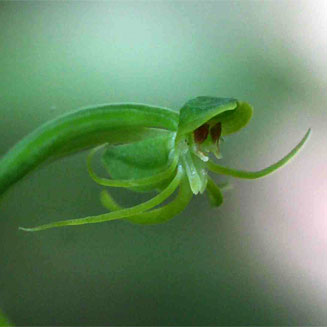 Habenaria amoena
