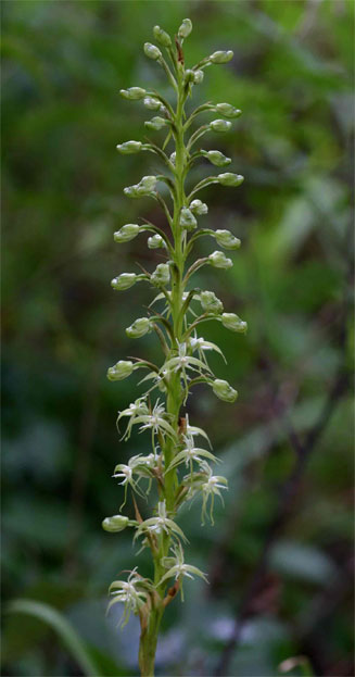 Habenaria disparilis
