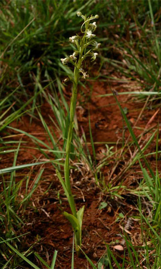Habenaria falcicornis 