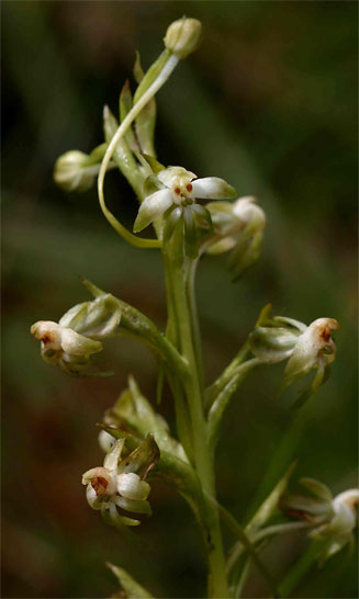 Habenaria falcicornis 