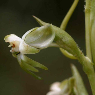Habenaria falcicornis 