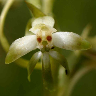 Habenaria falcicornis 