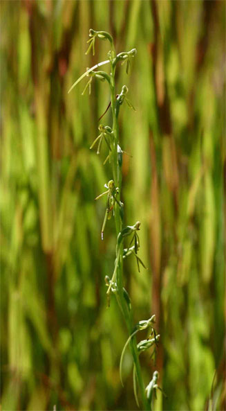 Habenaria filicornis