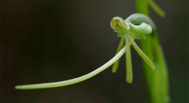 Habenaria filicornis