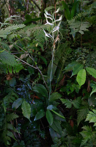 Habenaria macrandra