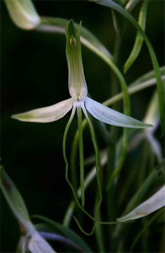 Habenaria macrandra