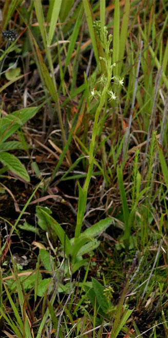 Habenaria macrostele