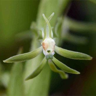 Habenaria macrostele