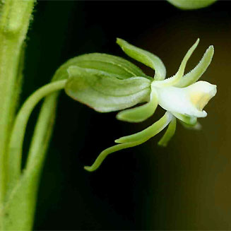 Habenaria macrostele
