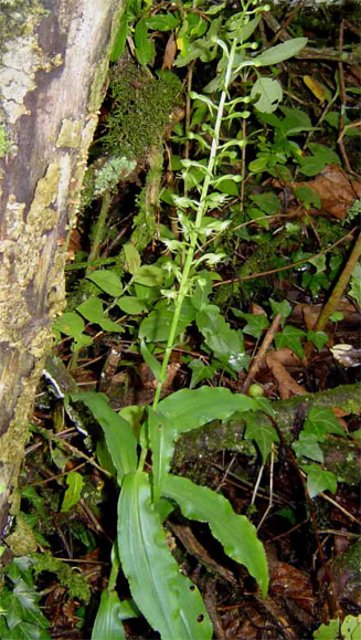 Habenaria malacophylla