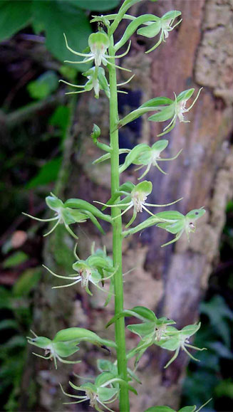 Habenaria malacophylla