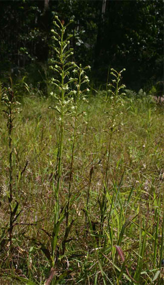 Habenaria nyikana 