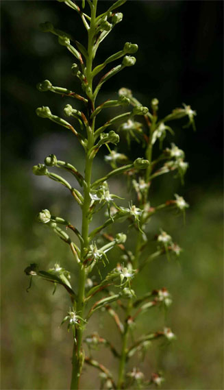 Habenaria nyikana 