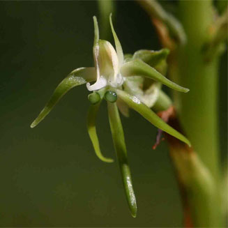 Habenaria nyikana 