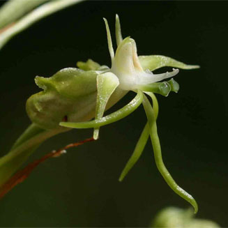 Habenaria nyikana 