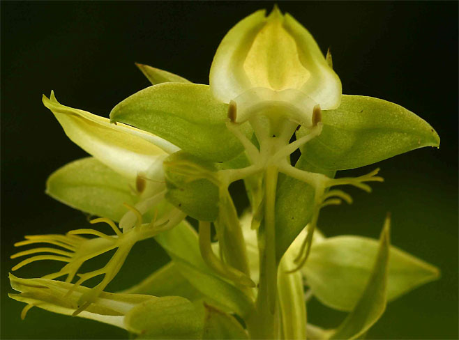 Habenaria praestans