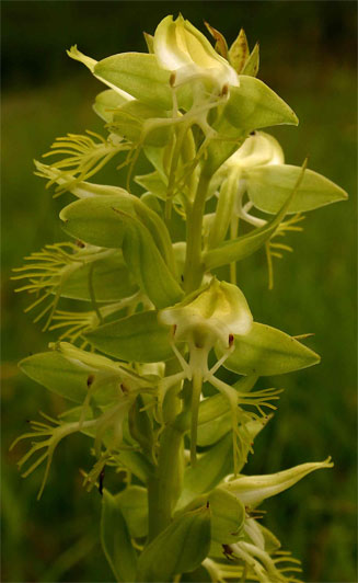 Habenaria praestans