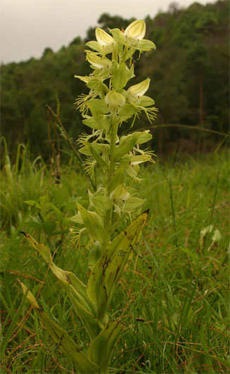 Habenaria praestans