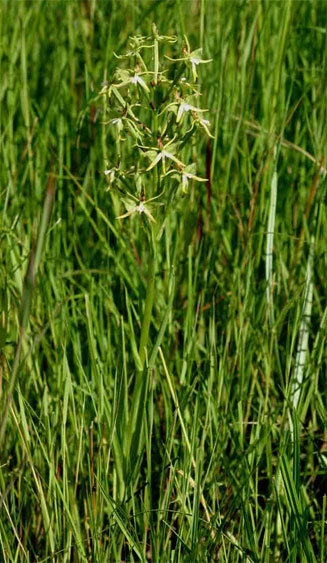 Habenaria rautaneniana