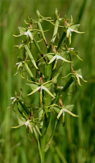 Habenaria rautaneniana