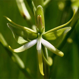 Habenaria rautaneniana