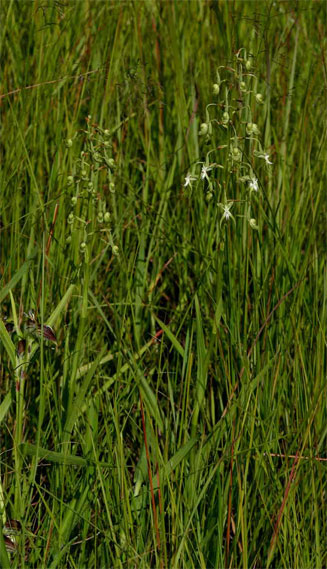 Habenaria schimperiana