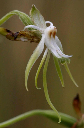 Habenaria schimperiana